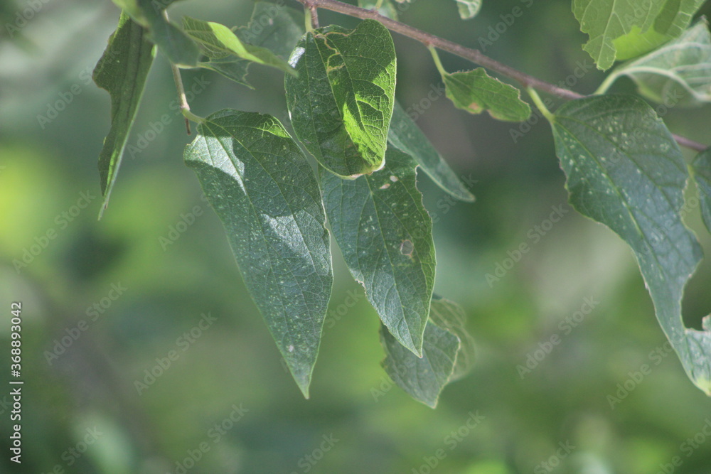 Fototapeta premium green