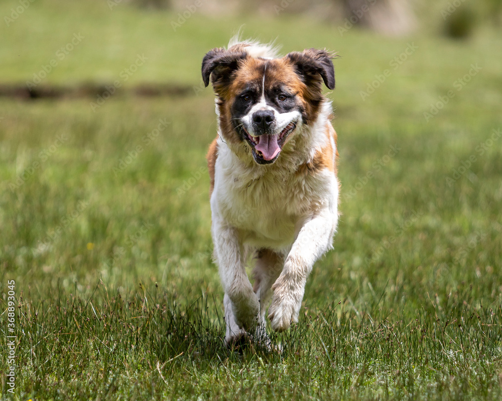 happy saint bernard breed dog running on grass in natural environment with open mouth and flying ears happy saint bernard breed dog running on grass in natural environment with open mouth and flying ears