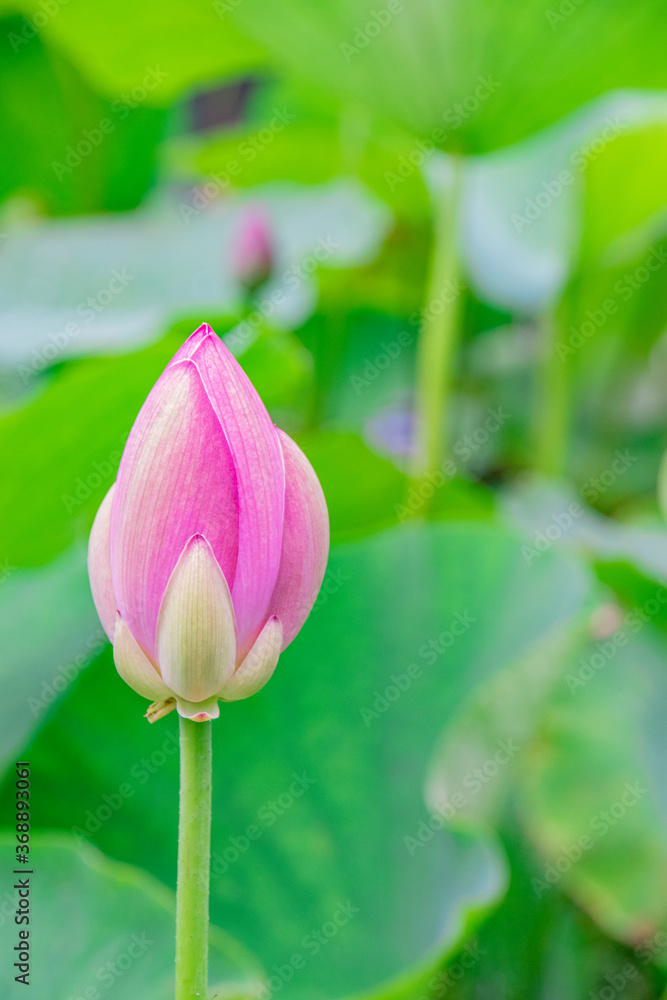大賀ハス（古代ハス）のつぼみ　A bud of Oga Lotus which is famous for Dr. Ichiro Oga's work in discovering and reviving ancient lotus seeds.