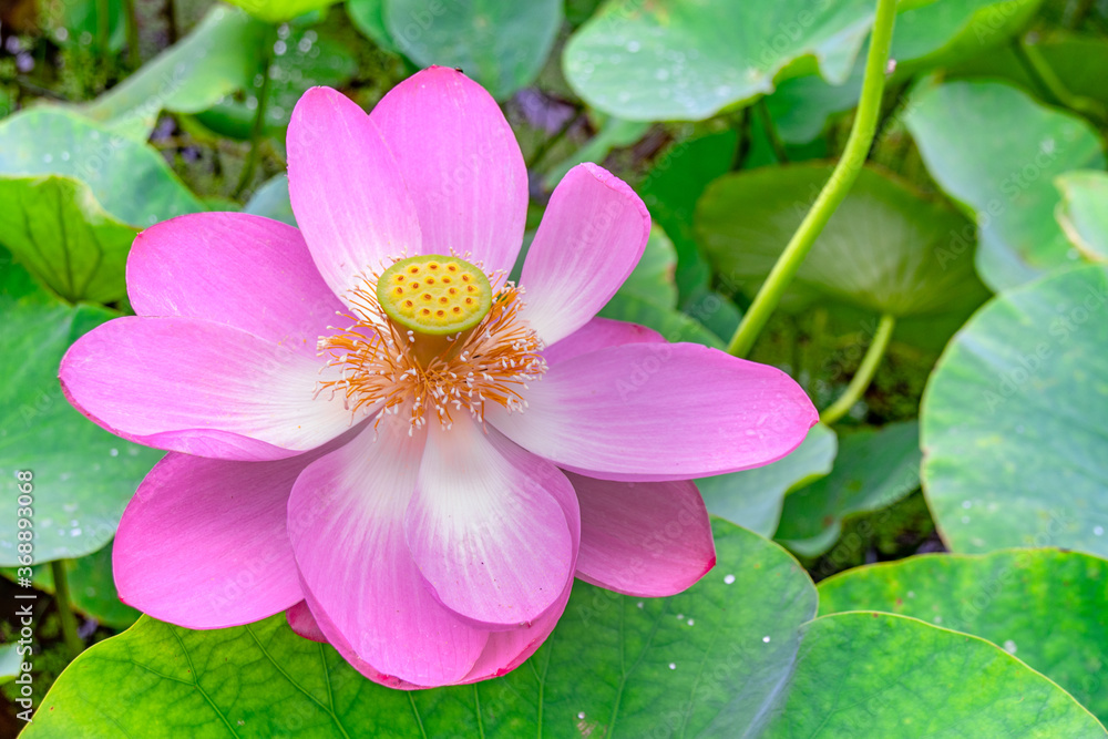 大賀ハス(古代ハス)の花と葉 A flower and leaves of Oga Lotus which is famous for Dr. Ichiro Oga's work in discovering and reviving ancient lotus seeds. 大賀ハス(古代ハス)の花と葉 A flower and leaves of Oga Lotus which is famous for Dr. Ichiro Oga's work in discovering and reviving ancient lotus seeds.