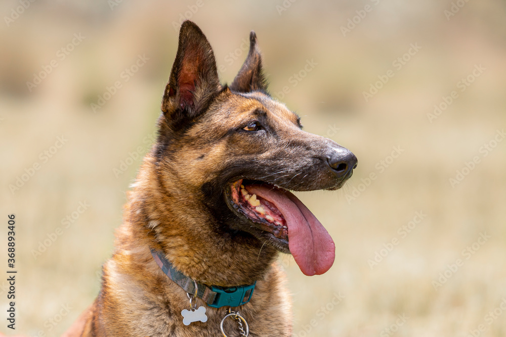 portrait of elegant happy belgian malinois shepherd dog profile head with blurred beige background portrait of elegant happy belgian malinois shepherd dog profile head with blurred beige background