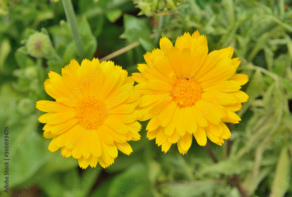 Flowers of marigold 5 Flowers of marigold 5