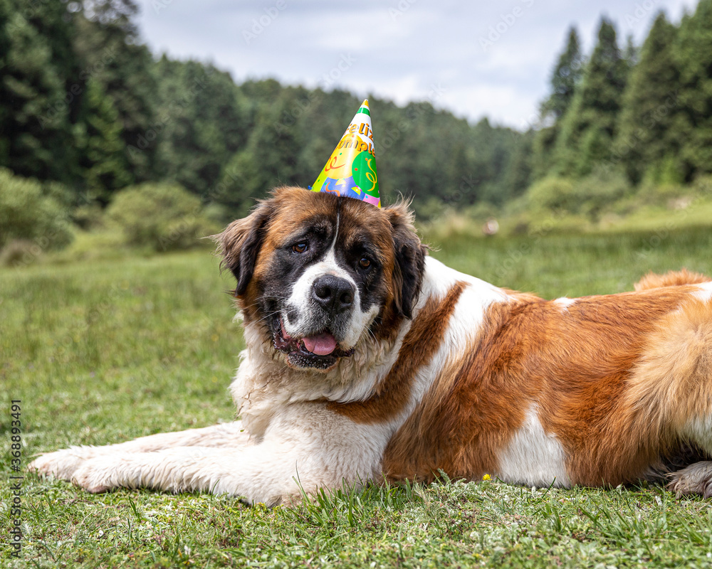 cute and happy saint bernard dog laying in the grass with colorful birthday cone hat on his big head surrounded by nature landscape cute and happy saint bernard dog laying in the grass with colorful birthday cone hat on his big head surrounded by nature landscape