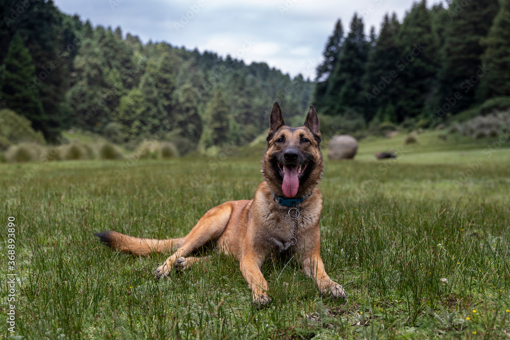 happy smiling Belgian Malinois shepherd dog lying in a summer valley surrounded by forest happy smiling Belgian Malinois shepherd dog lying in a summer valley surrounded by forest