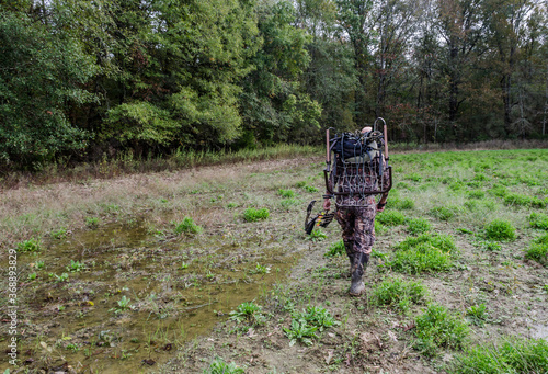 Deer  archery hunter walking through forest during hunting season, carrying bow and arrow.  Seasonal recreational outdoor sport activity.  Adult male enjoying nature and sport hunting.