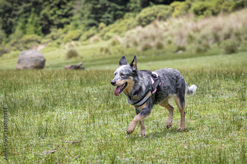happy cute friendly blue heeler Australian Cattle dog purebreed walking over grass in natural environment