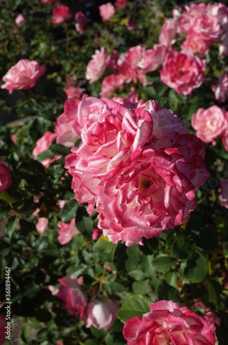 Light Pink Flower of Rose in Full Bloom
