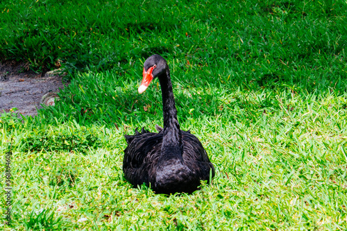 Swan in Lake Morton at city center of lakeland Florida
