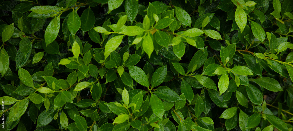 close up of leaves as wallpaper close up of leaves as wallpaper