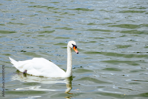 Swan at Lake Morton at city center of lakeland Florida 