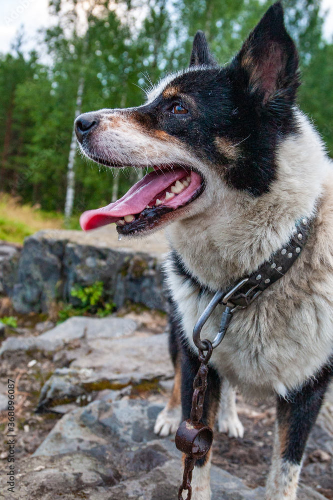 Dog on a mountain near Medvezhyegorsk, Karelia, Russia