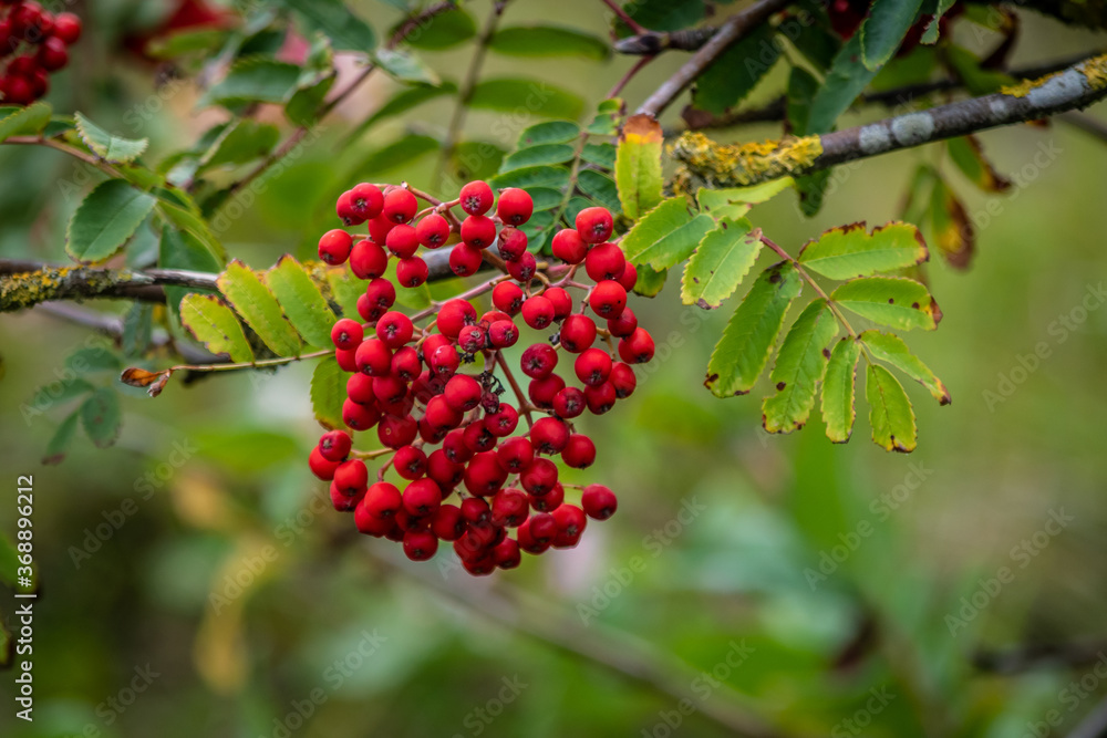 Rote Beeren Rote Beeren