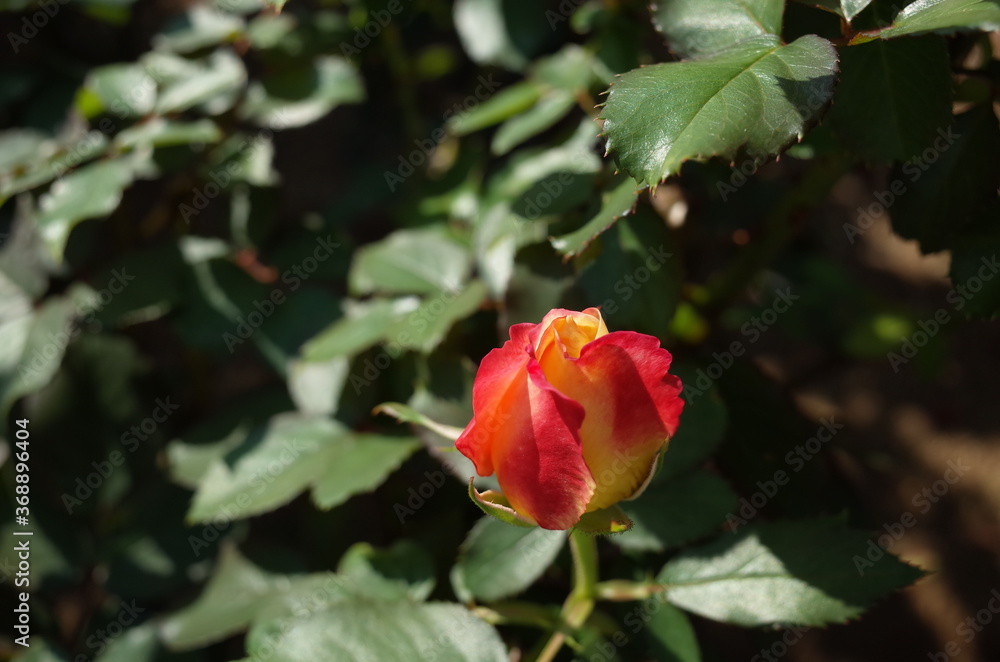 Orange blend Flower of Rose in Full Bloom
