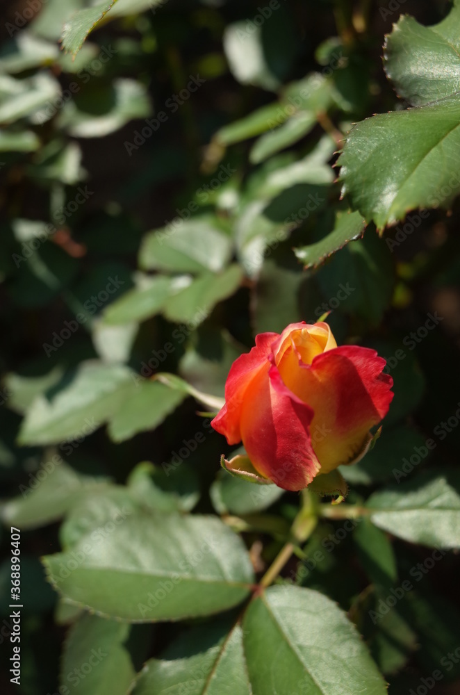 Orange blend Flower of Rose in Full Bloom
Orange blend Flower of Rose in Full Bloom
