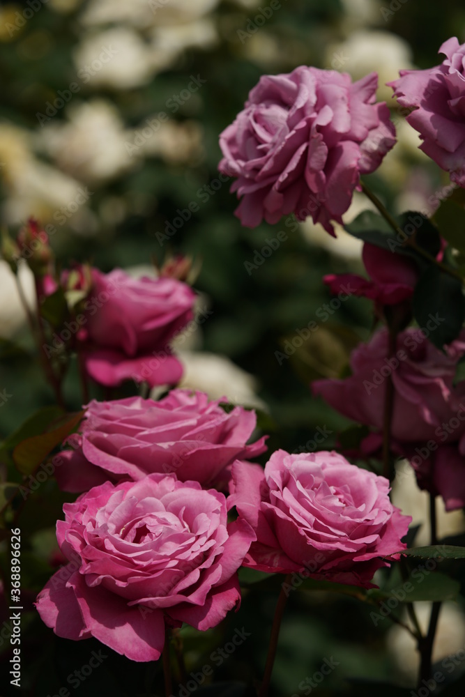 Pink Flower of Rose in Full Bloom
