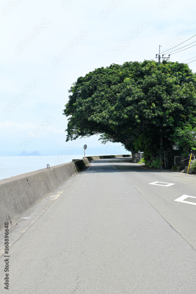 Naklejka premium 道路を覆う藤野アコウ群