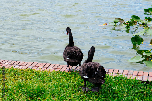 Swan at Lake Morton at city center of lakeland Florida	