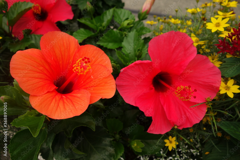 赤とオレンジのハイビスカスの花