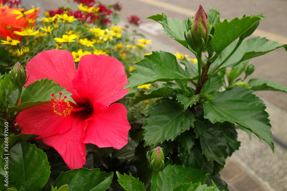 赤いハイビスカスの花 赤いハイビスカスの花