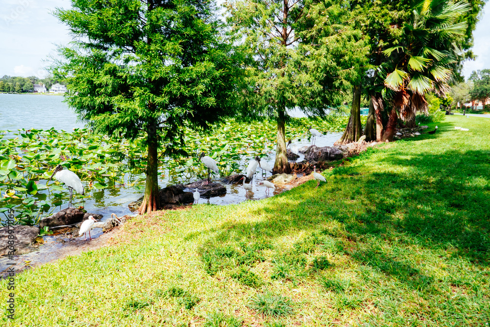 Lake Morton at city center of lakeland Florida
Lake Morton at city center of lakeland Florida