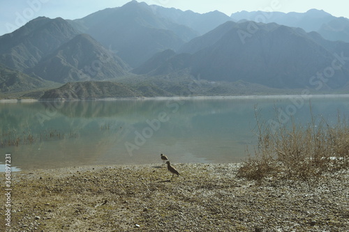 nature bird and mounstains with lake  natural landscape photo