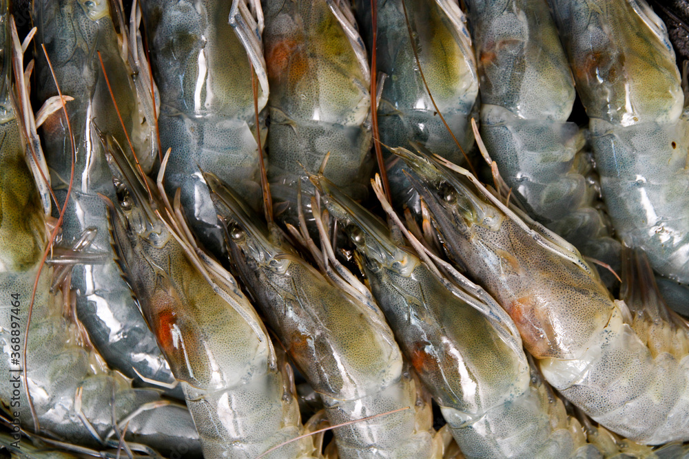 Fototapeta premium Close up of shrimp