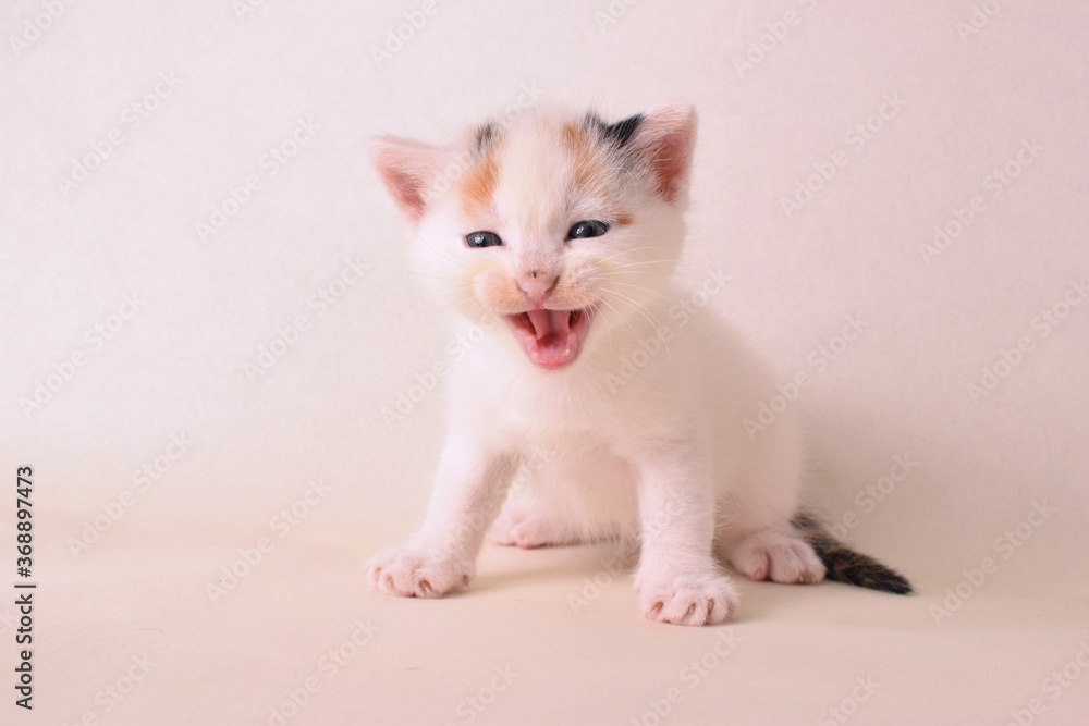 Gattino Gattino
