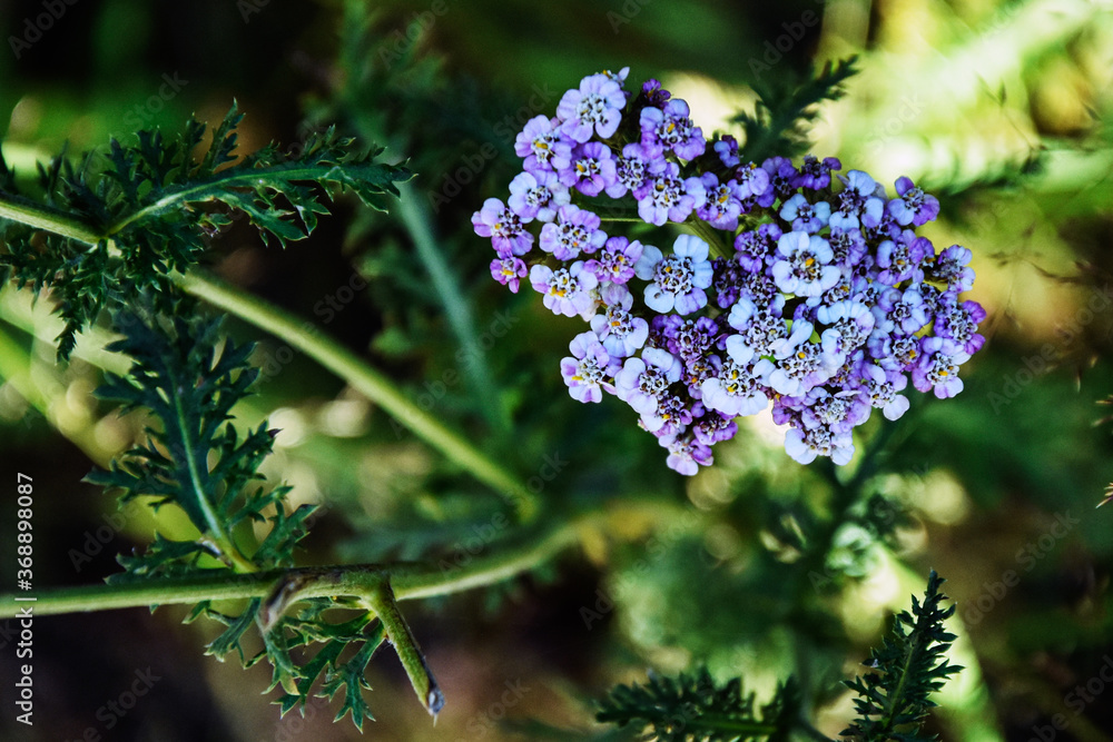 Purple and lilac flowers against a background of green foliage. Mountainous Ossetia. Low depth of field. Background blurred Purple and lilac flowers against a background of green foliage. Mountainous Ossetia. Low depth of field. Background blurred