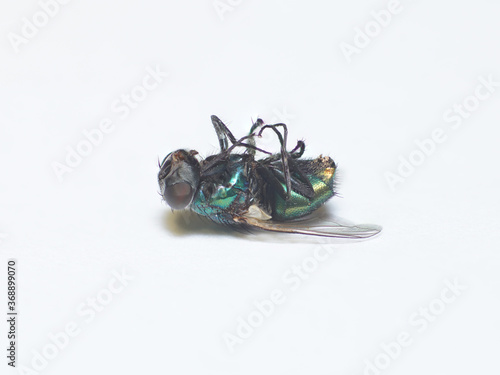 Dead house fly laying on its back high resolution photo