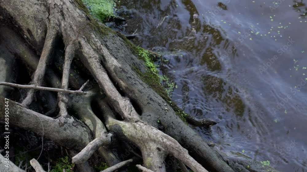 Vertical panning shot of water and algae washing up against branches and tree roods in a pond or lake creating ripples. Vertical panning shot of water and algae washing up against branches and tree roods in a pond or lake creating ripples.