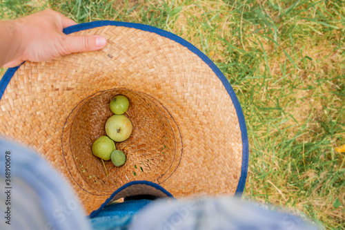 green apples collected in a large straw hat in the hands of a farmer on a background of green grass, harvesting homemade apples, picking fruit for food photo