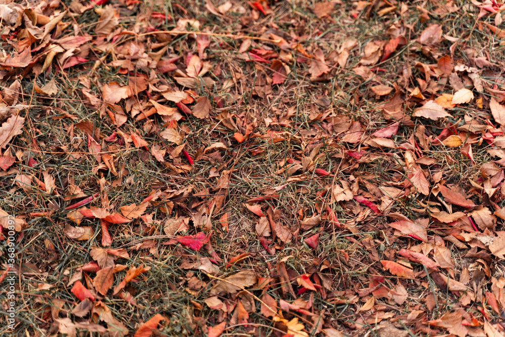 Colorful small leaves on park ground, background 