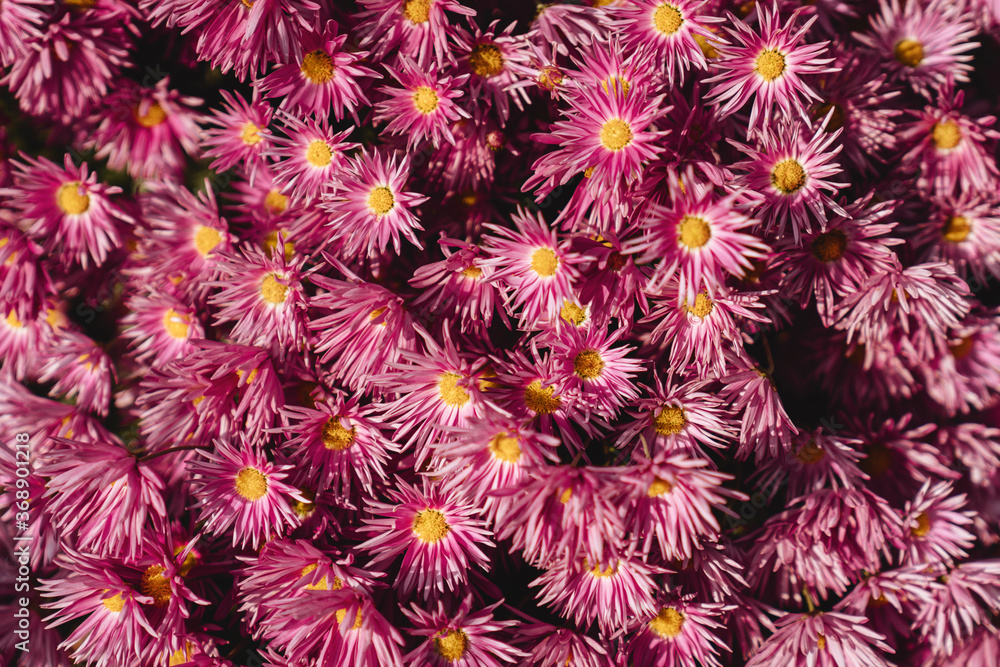 The autumn Flowers, chrysanthemum flowers wallpaper background. The autumn Flowers, chrysanthemum flowers wallpaper background.