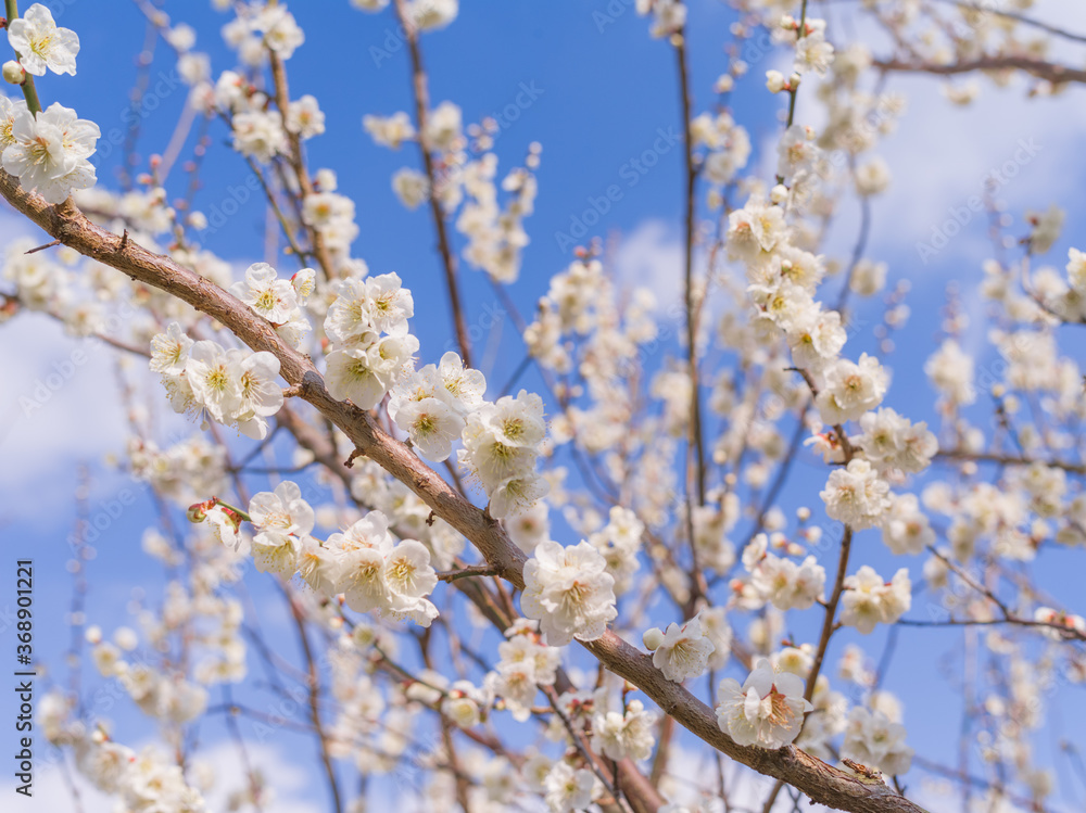 梅の花 梅の花