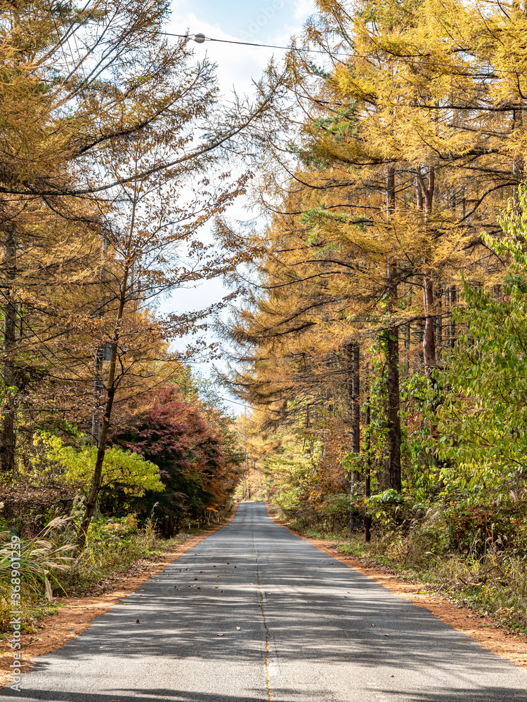 Fototapeta premium 【山梨県 八ヶ岳】紅葉の並木道