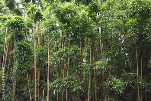 tree in the rain forest