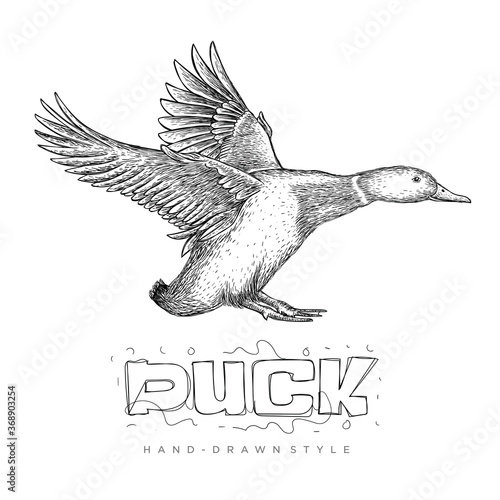 vector of a flying duck, hand drawn animal illustration