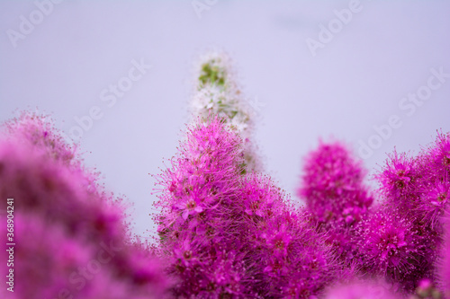 Pink Spirea flowers on bush. Spiraea flowers decorative gardening management