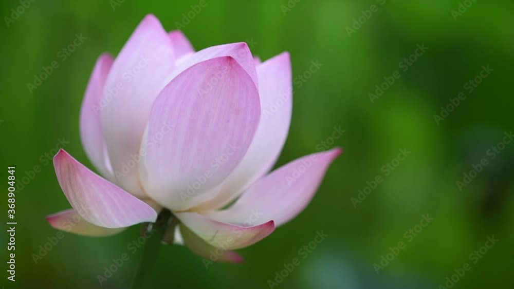Pink lotus water lily and green leaves close-up view Pink lotus water lily and green leaves close-up view