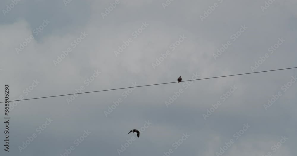 Two wild pigeons sitting on a wire. Two wild pigeons sitting on a wire.