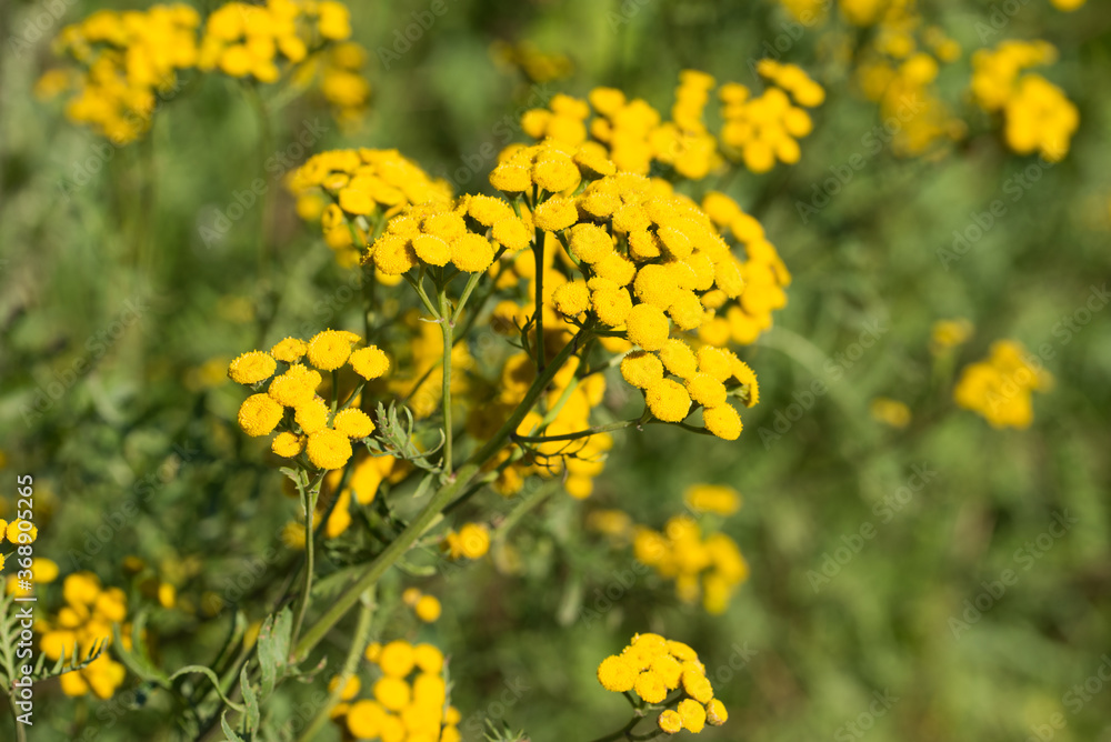 Tansy Tanacetum vulgare, golden, bitter buttons yellow flowers closeup selective focus Tansy Tanacetum vulgare, golden, bitter buttons yellow flowers closeup selective focus