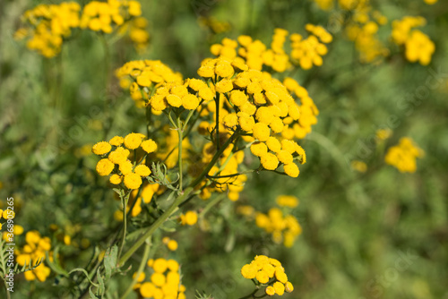 Tansy Tanacetum vulgare  golden  bitter buttons yellow flowers  closeup selective focus