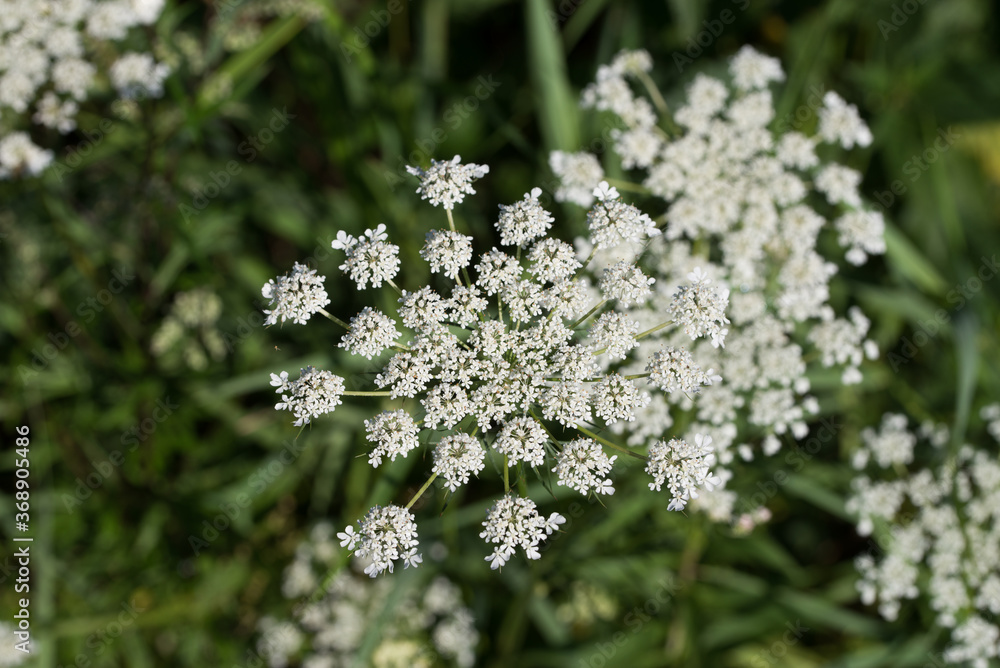 Daucus carota, wild carrot, bird's nest, bishop's lace white flowers macro selective focus Daucus carota, wild carrot, bird's nest, bishop's lace white flowers macro selective focus