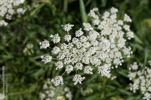 Daucus carota, wild carrot, bird's nest, bishop's lace white flowers macro selective focus