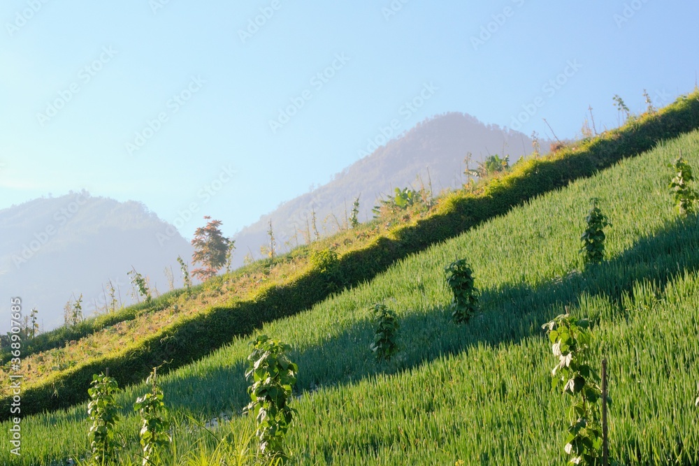 the view of an onion garden in Mount Lawu, East Java, Indonesia