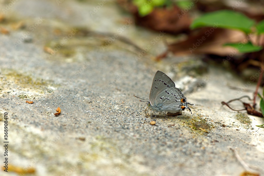 Butterfly from the Taiwan (Heliophorus ila matsumurae) Black Star Glazed Grey Butterfly. Butterfly from the Taiwan (Heliophorus ila matsumurae) Black Star Glazed Grey Butterfly.