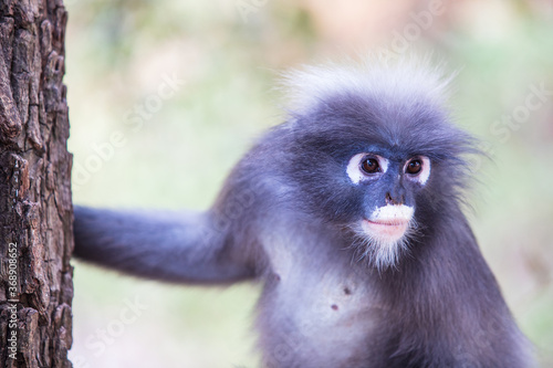 Dusky Langur