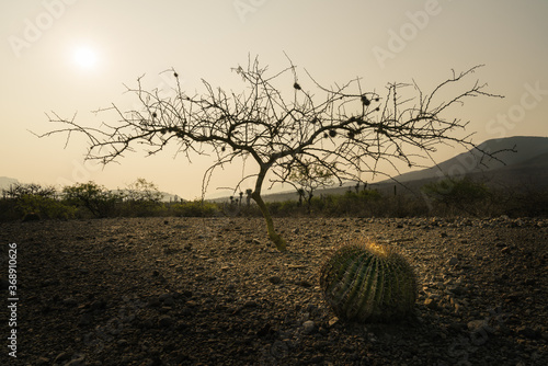 Tree silhouette and cactus in the desert morning photo