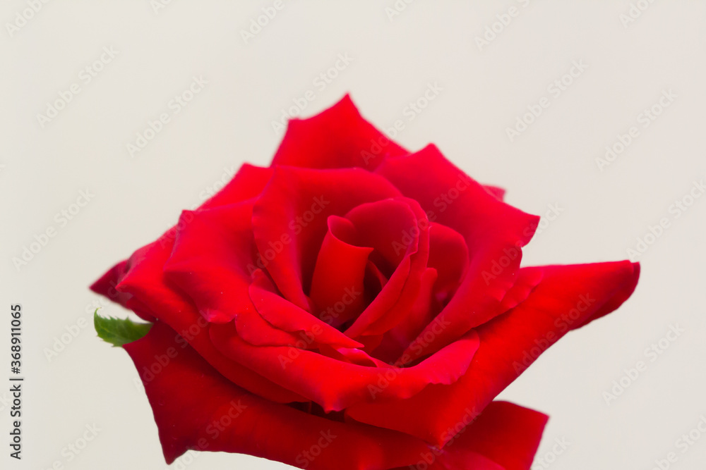 single beautiful red rose with green leaf single beautiful red rose with green leaf