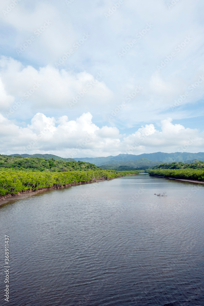 沖縄県　西表島の前良川のマングローブ群生地
